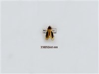 藏品(黑長斑苔蛾)的圖片